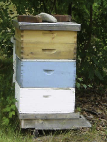 A Typical Beehive atop bottom board and hive stand w/2 each of brood and honey supers. Weight on top outer cover.